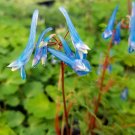 Wonderful Corydalis Rare Blue Heron Bleeding Heart Garden Plant