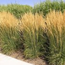 Wonderful Karl Foerster Feather Reed Grass Garden Plant