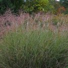 Wonderful Miscanthus Morning Light Maiden Grass Perennial Garden Plant