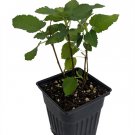 Wonderful Ficus carica Brown Turkey Edible Fig Garden Plant