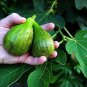 Wonderful Ficus carica Brown Turkey Edible Fig Garden Plant