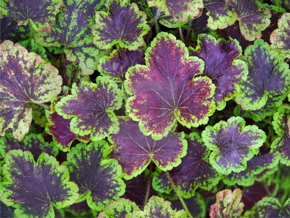 Wonderful Solar Eclipse Heucherella Foamy Bells Garden Plant