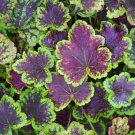 Wonderful Solar Eclipse Heucherella Foamy Bells Garden Plant