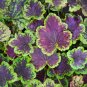 Wonderful Solar Eclipse Heucherella Foamy Bells Garden Plant