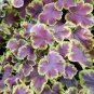Wonderful Solar Eclipse Heucherella Foamy Bells Garden Plant