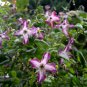 Wonderful Minuet Clematis Garden Plant