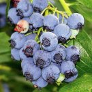 Wonderful Blueray Blueberry Garden Plant