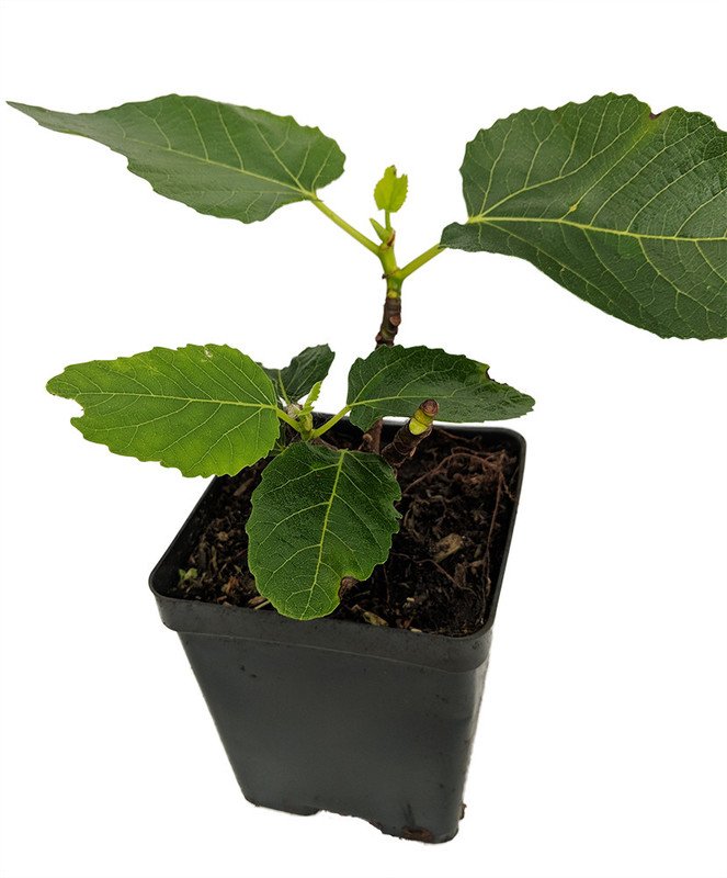 Wonderful Panache Tiger Stripe Edible Fig Sweet Candy Stripe Fig Garden Plant