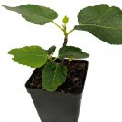 Wonderful Panache Tiger Stripe Edible Fig Sweet Candy Stripe Fig Garden Plant