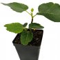Wonderful Panache Tiger Stripe Edible Fig Sweet Candy Stripe Fig Garden Plant
