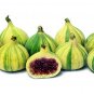 Wonderful Panache Tiger Stripe Edible Fig Sweet Candy Stripe Fig Garden Plant