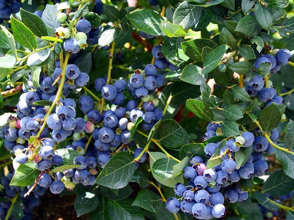 Wonderful Top Hat Dwarf Blueberry Garden Plant