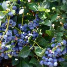 Wonderful Top Hat Dwarf Blueberry Garden Plant