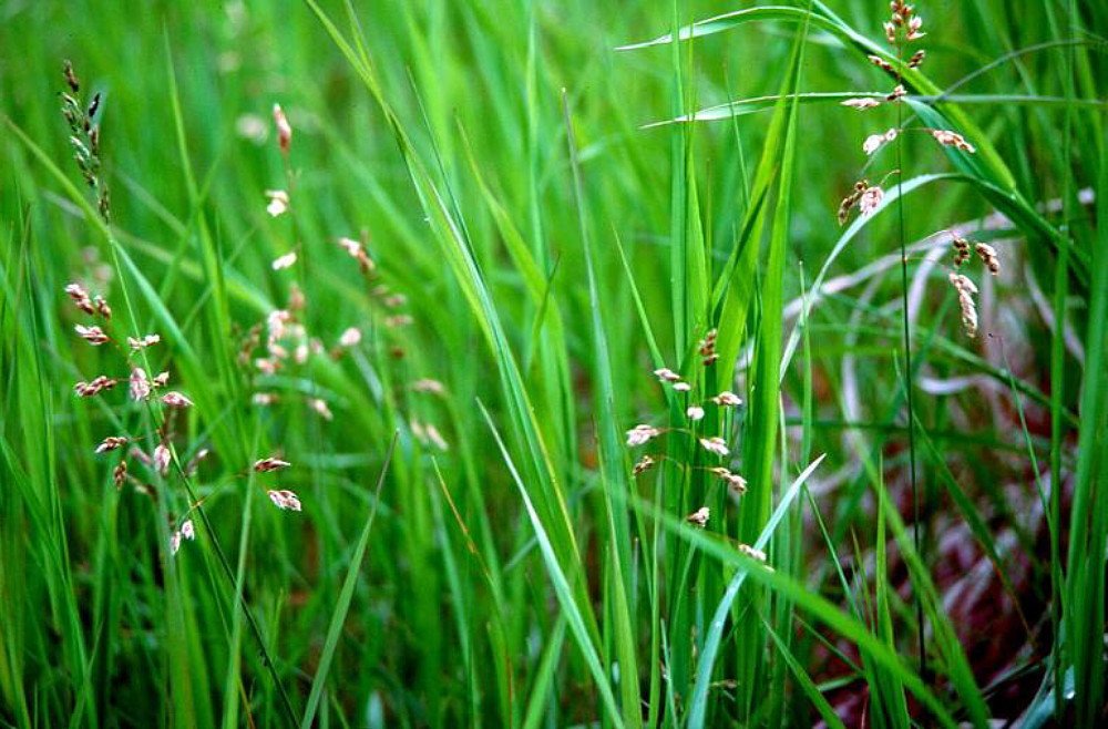 Wonderful Hierochloe oderata Sweet Grass Garden Plant