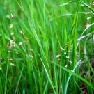 Wonderful Hierochloe oderata Sweet Grass Garden Plant