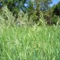 Wonderful Hierochloe oderata Sweet Grass Garden Plant