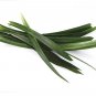 Wonderful Amaryllifolius pandanus Pandan Spice Garden Plant