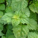 Wonderful Fragrant Patchouli Pogostemon Garden Plant