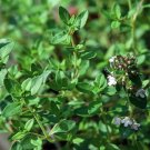 Wonderful Hirts Lemon Thyme Garden Plant