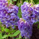 Wonderful Amethyst Falls Wisteria Vine Garden Plant