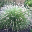 Wonderful Little Bunny Dwarf Fountain Grass Pennisetum Garden Plant