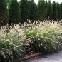 Wonderful Little Bunny Dwarf Fountain Grass Pennisetum Garden Plant