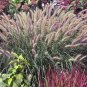 Wonderful Little Bunny Dwarf Fountain Grass Pennisetum Garden Plant