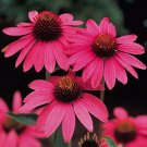 Wonderful Magnus Coneflower Echinacea Bright Carmine Rose Blooms Garden Plant