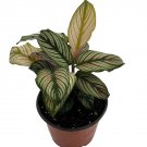 Wonderful Rare White Star Peacock Calathea Garden Plant