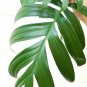 Wonderful Dragon Tail Philodendron Rhaphidorphora decursiva Garden Plant