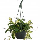Wonderful Tricolor Wax Hoya Hanging Basket Garden Plant