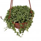 Wonderful Frosted String of Pearls Senecio Garden Plant