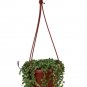 Wonderful Frosted String of Pearls Senecio Garden Plant