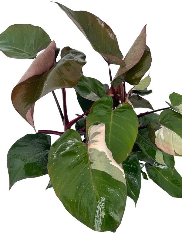 Wonderful Rare Pink Princess Philodendron Garden Plant