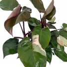 Wonderful Rare Pink Princess Philodendron Garden Plant
