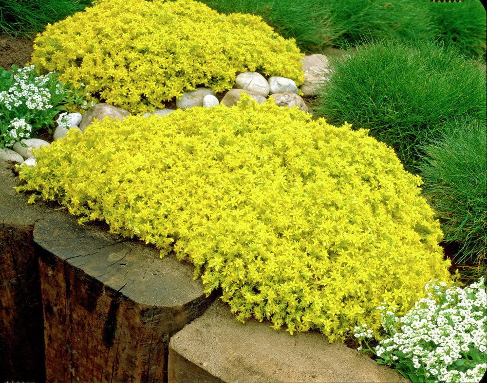 Wonderful Goldmoss Sedum sexangulare Stonecrop Succulent Garden Plant