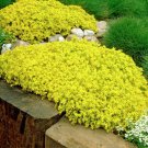 Wonderful Goldmoss Sedum sexangulare Stonecrop Succulent Garden Plant