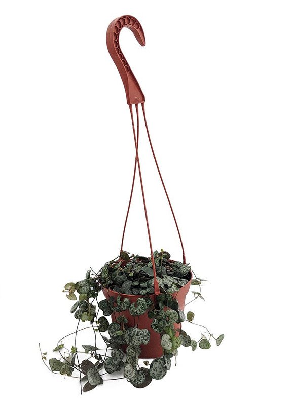 Wonderful Rosary Vine Ceropegia woodii String of Hearts Garden Plant