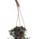 Wonderful Rosary Vine Ceropegia woodii String of Hearts Garden Plant
