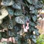 Wonderful Rosary Vine Ceropegia woodii String of Hearts Garden Plant