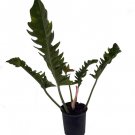 Wonderful Rare Ring of Fire Philodendron Garden Plant
