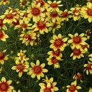 Wonderful Cruizin Route 66 Coreopsis Tickseed Perennial Garden Plant