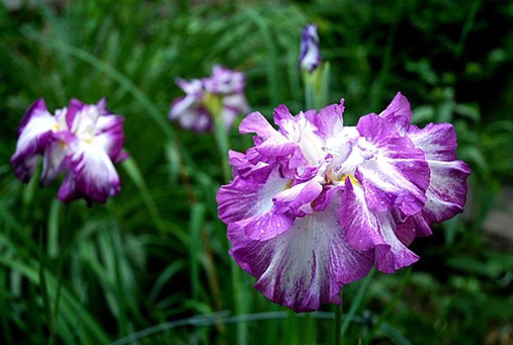 Wonderful Lion King Japanese Iris Garden Plant