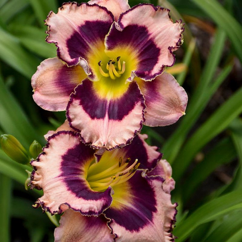 Wonderful Sound of My Heart Daylily Hemerocallis Garden Plant