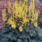 Wonderful Bottle Rocket Ligularia Sun Shade Leopard Garden Plant