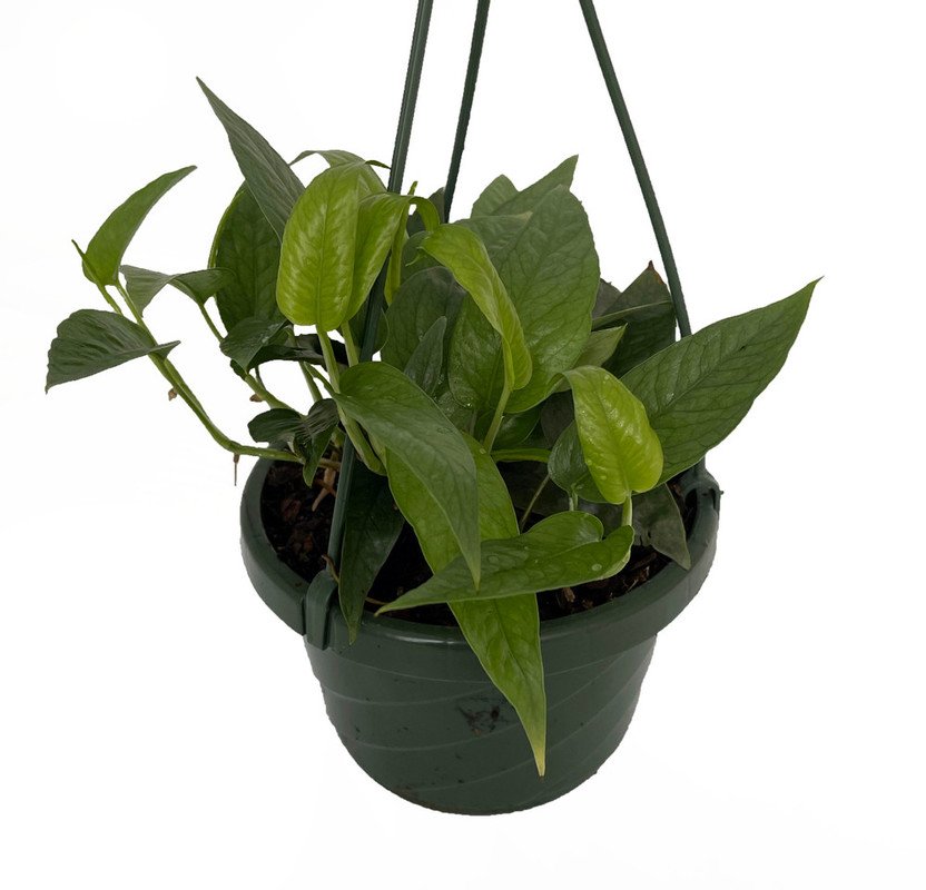 Wonderful Rare Cebu Blue Pothos Epipremnum Pinnatum Garden Plant