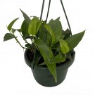 Wonderful Rare Cebu Blue Pothos Epipremnum Pinnatum Garden Plant