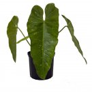 Wonderful Rare Jose Buono Philodendron Garden Plant
