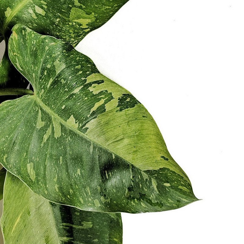 Wonderful Rare Large Jose Buono Philodendron Garden Plant