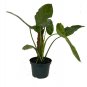 Wonderful Rare Large Jose Buono Philodendron Garden Plant